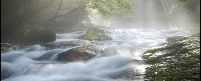 Cascading Stream under Sunlight in Forest